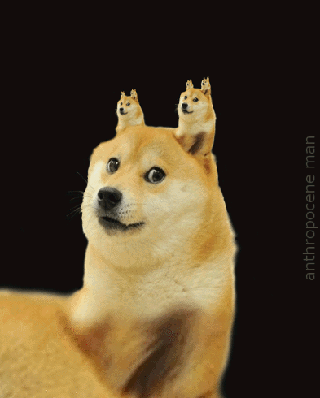A Dog With Two Cats On Its Head And The Words " Anthropocene Man " Below It GIF