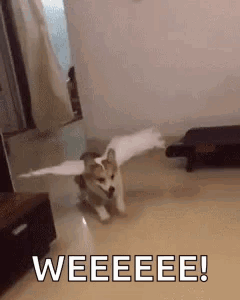A Dog With Wings Is Running In A Living Room And Says Weeeee ! GIF