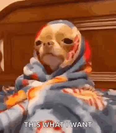 A Dog Wrapped In A Blanket With The Words `` This What I Want '' Written On It . GIF