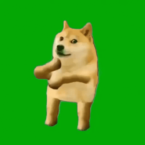 a doge is standing on its hind legs and looking at the camera on a green screen .