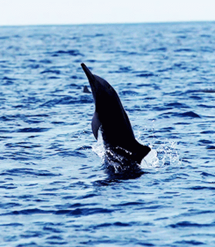 A Dolphin Is Jumping Out Of The Water And Splashing GIF
