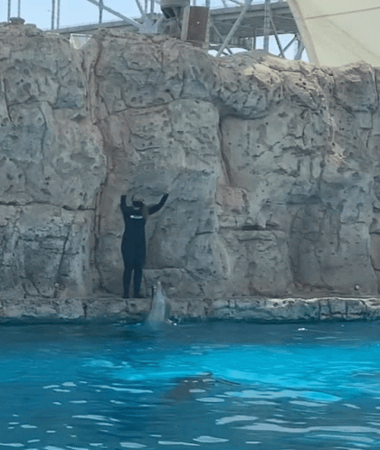 A Dolphin Is Jumping Out Of The Water In Front Of A Man In A Wet Suit GIF