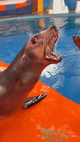 A Dolphin Is Jumping Out Of The Water In Front Of A Water Slide GIF