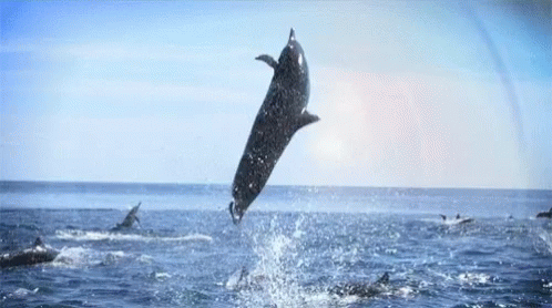 A Dolphin Is Jumping Out Of The Water In The Ocean . GIF