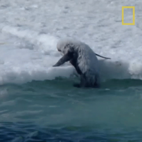 A Dolphin Is Riding A Wave In The Ocean With The National Geographic Logo In The Background GIF