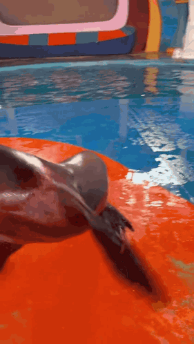 A Dolphin Is Standing On Its Hind Legs In Front Of A Water Slide GIF