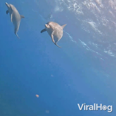 A Dolphin Is Swimming In The Ocean With A Viralhog Logo In The Background GIF