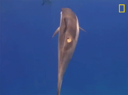 A Dolphin Is Swimming In The Ocean With A Yellow Border GIF