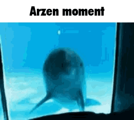 A Dolphin Is Swimming In The Water And Looking At The Camera . GIF