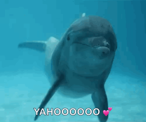 A Dolphin Is Swimming In The Water And Says Yahoo On It GIF