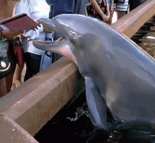 A Dolphin Is Touching A Person 'S Hand While A Group Of People Watch GIF