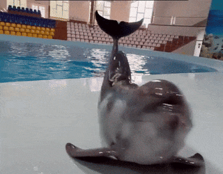 A Dolphin Laying On Its Back In Front Of A Swimming Pool GIF
