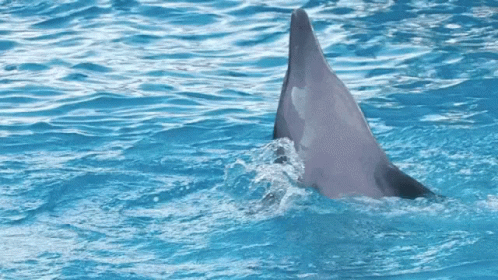 A Dolphin 'S Tail Is Visible In The Ocean GIF