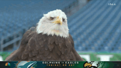 A Dolphins Vs Eagles Game Is Being Played Tonight GIF