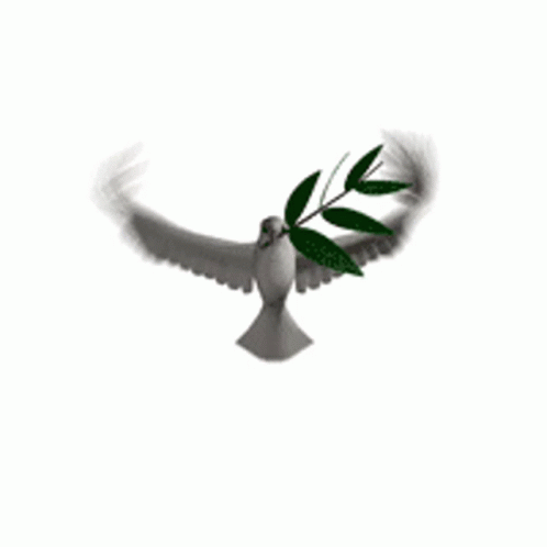 A Dove Is Flying With A Green Branch In Its Beak . GIF