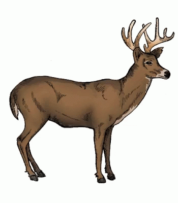 A Drawing Of A Deer Showing The Skeleton And Heart GIF