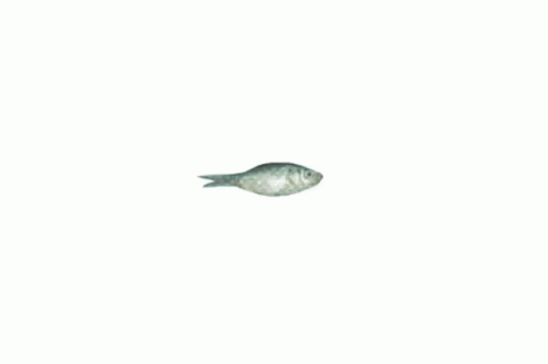 A Drawing Of A Fish With Wings That Look Like An Airplane GIF