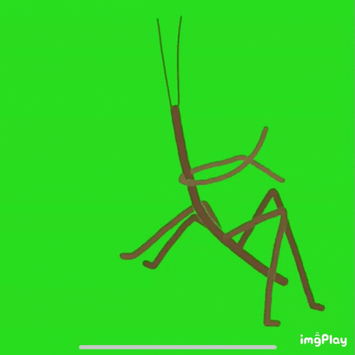 A Drawing Of A Grasshopper On A Green Screen With Imgplay At The Bottom GIF