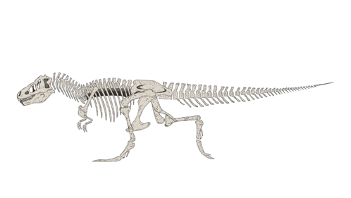 A Drawing Of A Skeleton Of A Dinosaur Walking GIF