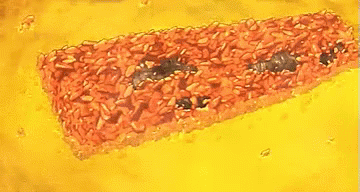 a drawing of a slice of pizza with raisins on it