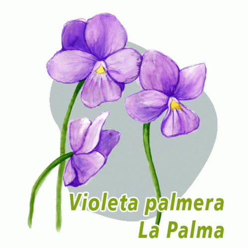 A Drawing Of Purple Flowers With The Words Violeta Palmera La Palma GIF