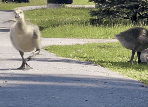 A Duck Is Running Down A Sidewalk Next To A Goose GIF