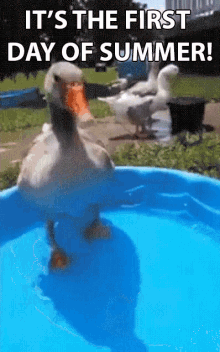 A Duck Is Standing In A Pool Of Water With A Caption That Says `` It 'S The First Day Of Summer '' . GIF