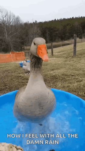 A Duck Is Standing In A Pool Of Water With The Words How I Feel With All The Damn Rain Below It GIF