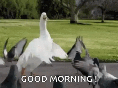 A Duck Is Standing In Front Of A Flock Of Pigeons And Says `` Good Morning '' . GIF