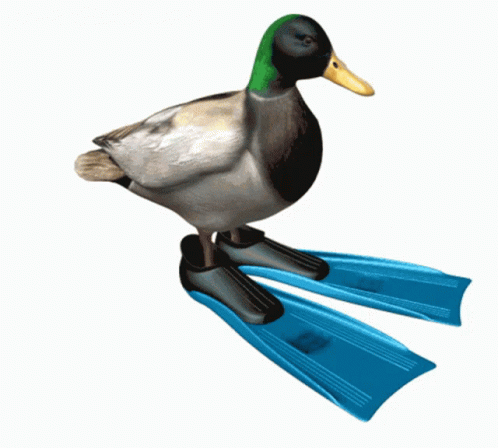 A Duck Is Standing On A Pair Of Blue Swimming Fins GIF