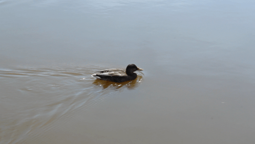 A Duck Is Swimming In The Water With Its Beak Open GIF