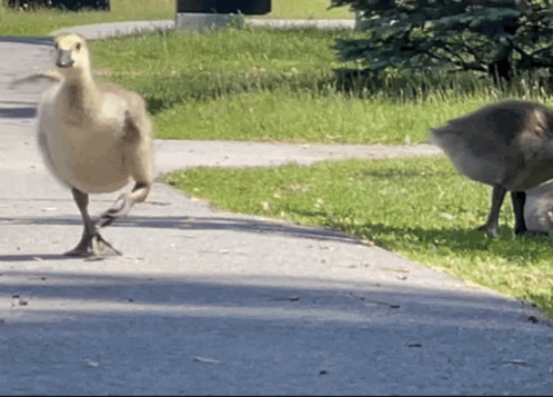 A Duck Is Walking Down A Sidewalk While Another Duck Looks On GIF