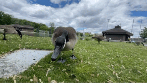 A Duck With A Long Beak Is Standing In A Grassy Field GIF