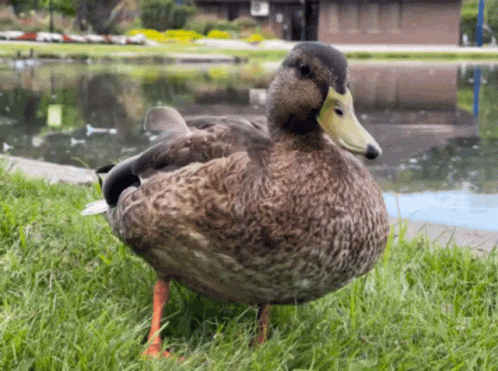 A Duck With A Yellow Beak Is Standing In The Grass Near A Pond GIF