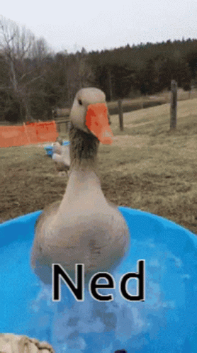 A Duck With An Orange Beak Is Swimming In A Blue Pool With The Word Ned Written On It GIF
