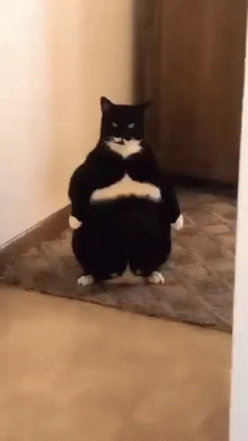 A Fat Black And White Cat Is Standing On Its Hind Legs In A Hallway . GIF