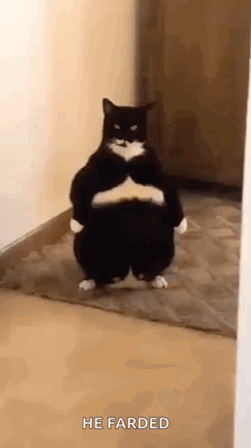 A Fat Black And White Cat Is Standing On Its Hind Legs In A Room . GIF