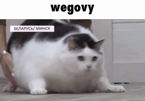 A Fat Black And White Cat Is Walking On The Floor . GIF
