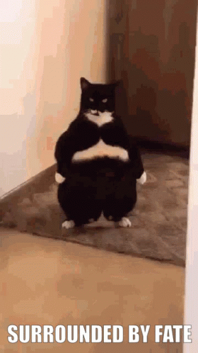 A Fat Black And White Cat Standing In A Hallway With The Words Surrounded By Fate Below It GIF