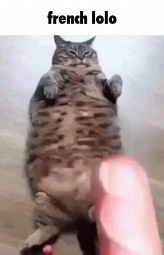 A Fat Cat Is Being Held By A Person 'S Hand . GIF