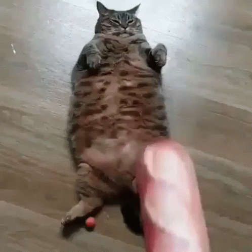 A Fat Cat Is Laying On Its Back On A Wooden Floor And Playing With A Toy . GIF