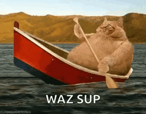A Fat Cat Is Rowing A Boat In The Water With A Paddle . GIF