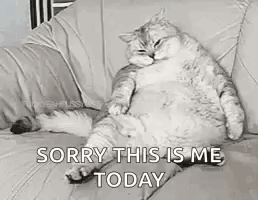 A Fat Cat Is Sitting On A Couch . GIF