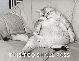 A Fat Cat Is Sitting On A Couch With The Words `` This Too Shall Pass '' Written On It . GIF