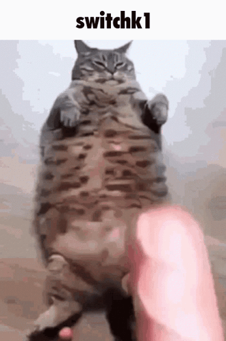 A Fat Cat Is Standing On Its Hind Legs And Being Held By A Person 'S Hand . GIF