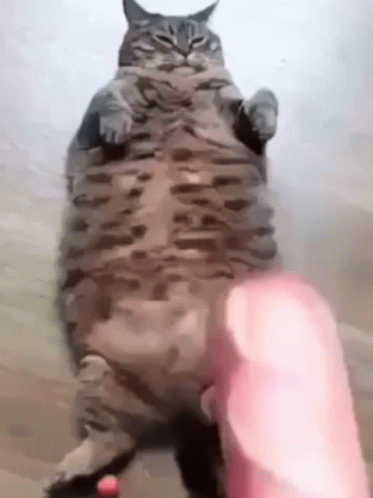 A Fat Cat Is Standing On Its Hind Legs And Being Petted By A Person . GIF
