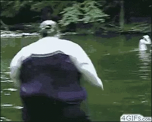 A Fat Man Is Jumping Into A Pond With A Swan . GIF