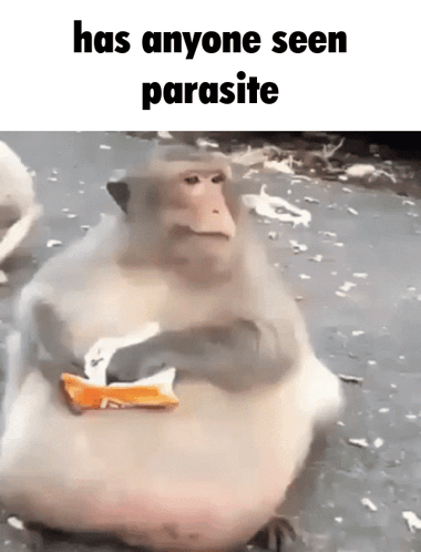 A Fat Monkey Is Sitting On The Ground Eating A Candy Bar . GIF