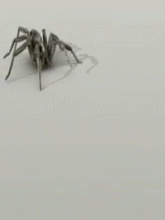 A Fat Scary Spider Passing By GIF