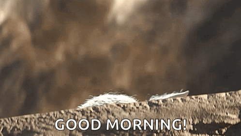 A Feather On A Rock With The Words Good Morning In The Background GIF